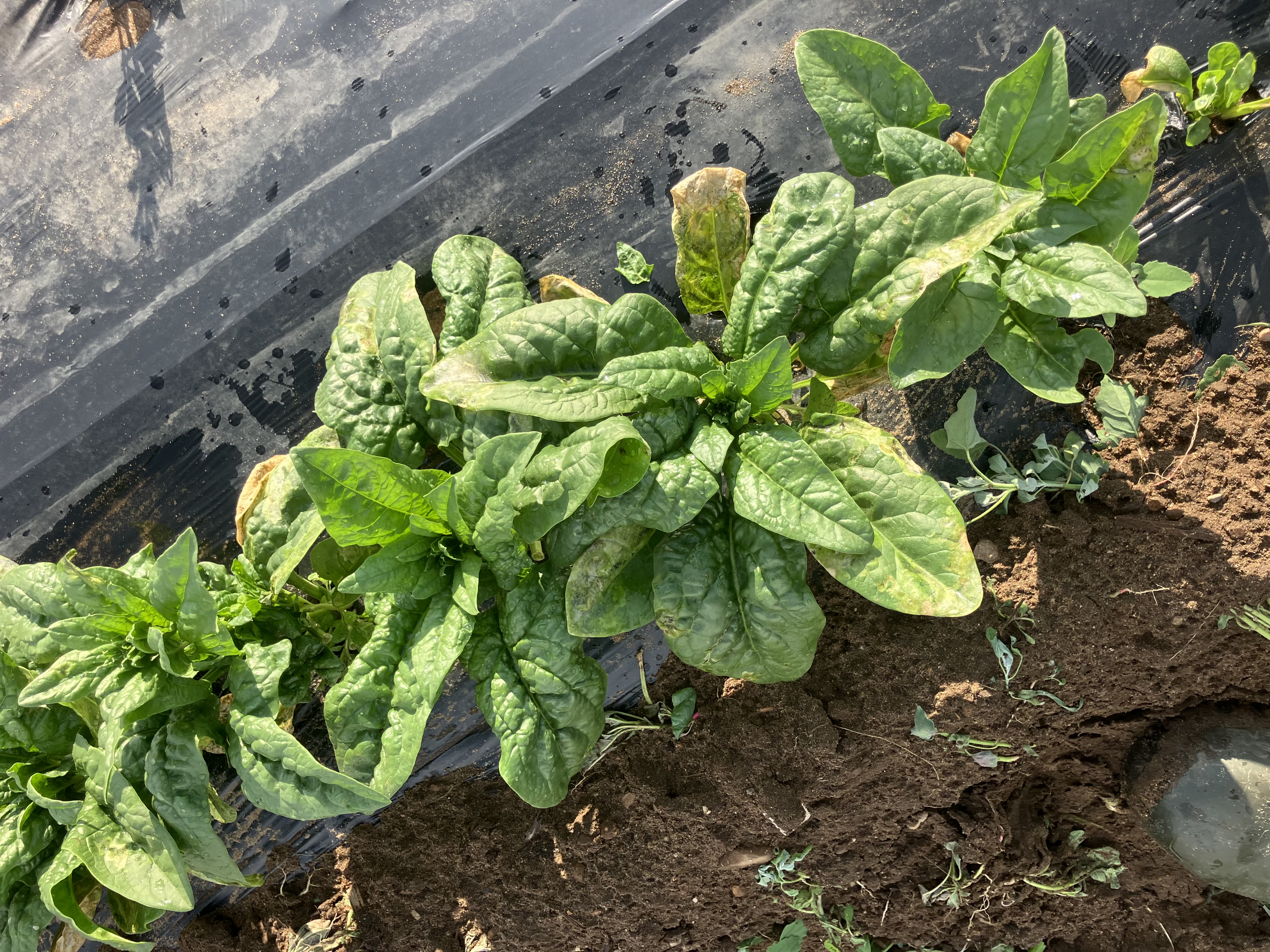 Leafminer damage to red beet leaves.